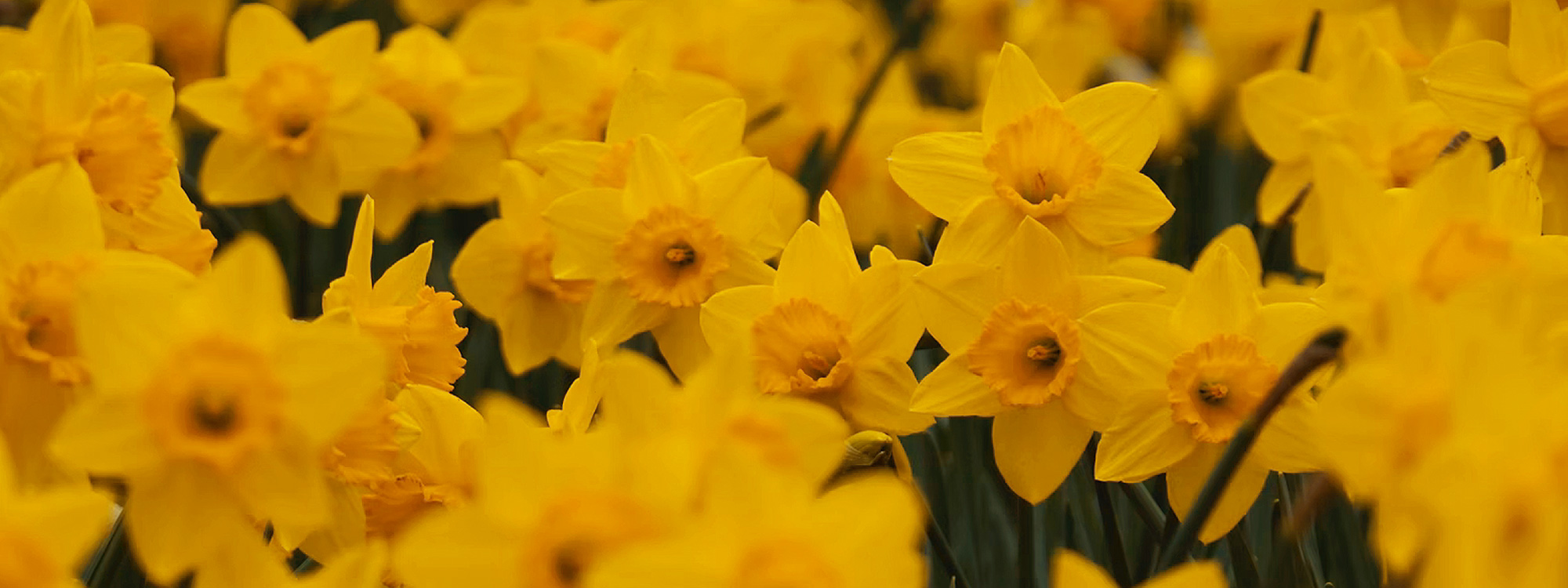 Easter-Daffodils-1-2000x750