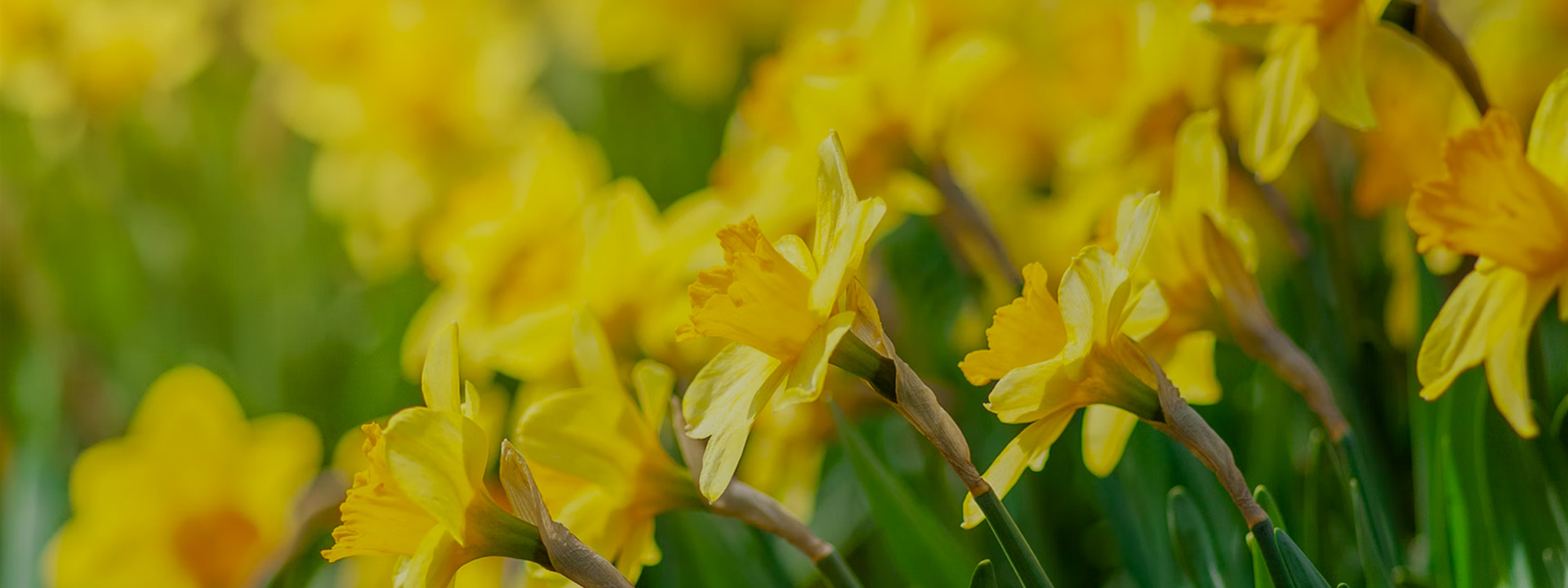 Easter-Daffodils-2-2000x750