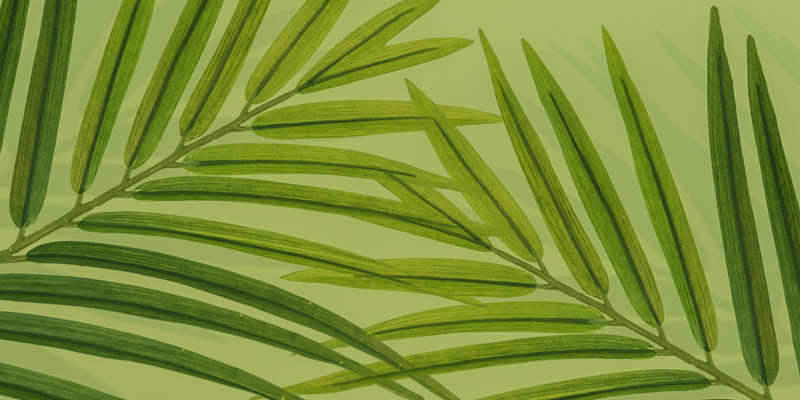 Easter-Palm-2-800x400