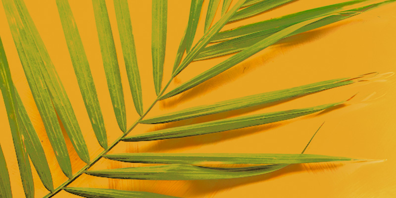 Easter-Palm-1-800x400
