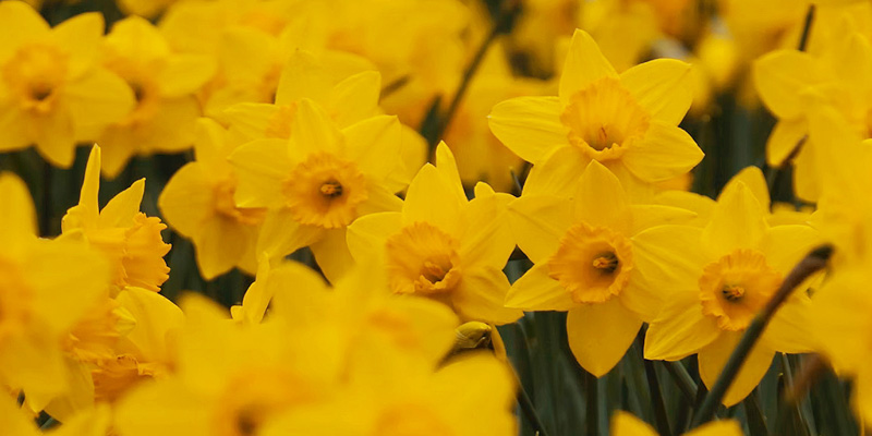 Easter-Daffodils-2-800x400