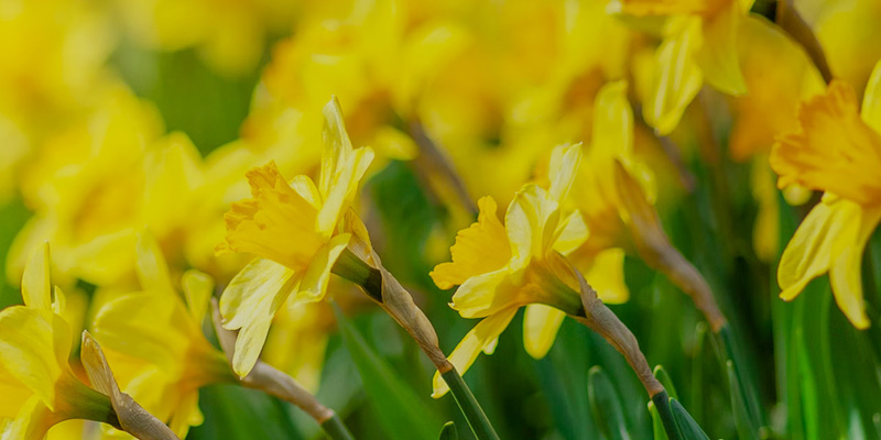 Easter-Daffodils-1-800x400
