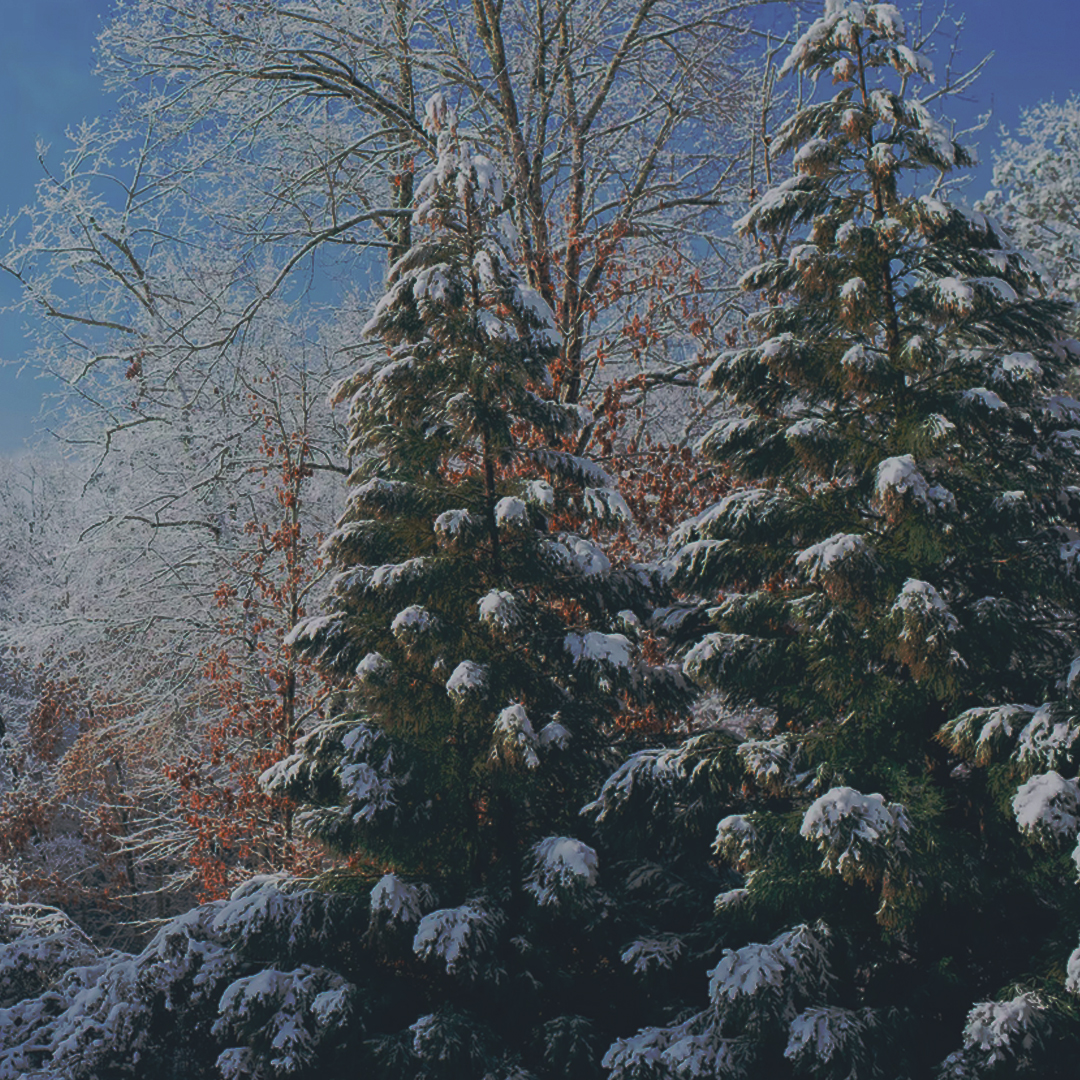 Snow-covered-trees-no-text-108